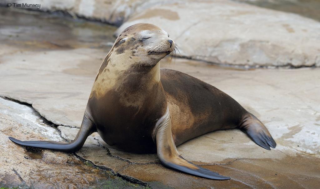 Sea lion 0809_2.jpg